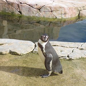 Humboldt penguin 12.4.24