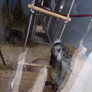 Female black lemur 12.4.24