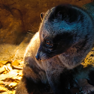 Sumatran Palm Civet (Paradoxurus musangus)