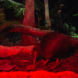 North Island Brown Kiwi (Apteryx mantelli)