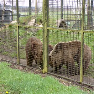 European brown bears fighting 12.4.24