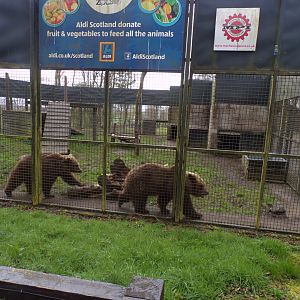European brown bears 12.4.24