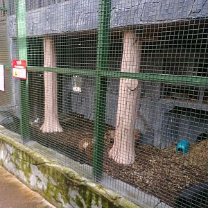 Redone ferret enclosure 12.4.24