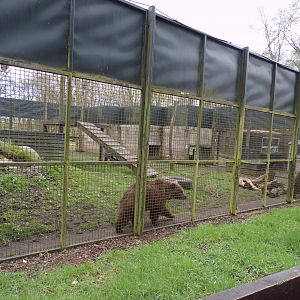 European brown bear holding area 12.4.24