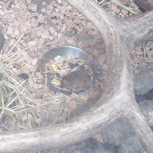 Mouse feeding on zoo animal food 12.4.24