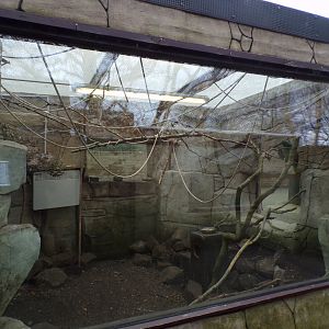 Yellow crowned amazon parrot and southern mealy amazon parrot enclosure 12.4.24