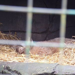 Northern lynx 12.4.24