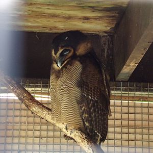 Brown wood owl 12.4.24