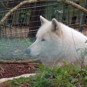 Arctic wolf 12.4.24