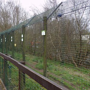 Arctic wolf enclosure 12.4.24