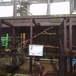 Brown wood owl aviary 12.4.24