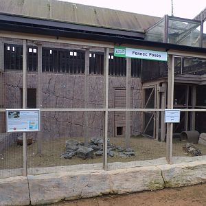 New fennec fox enclosure 12.4.24