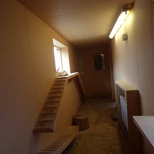 New fennec fox enclosure  indoors 12.4.24