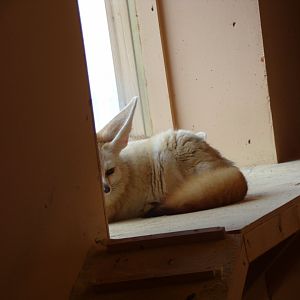 Fennec fox 12.4.24