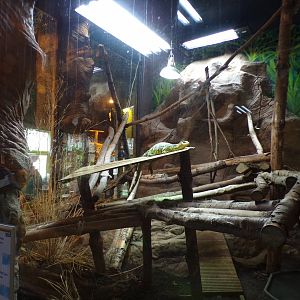 Yellow-headed water monitor, asian leaf turtle, giant asian pond turtle and yellow-bellied slider turtle enclosure 12.4.24