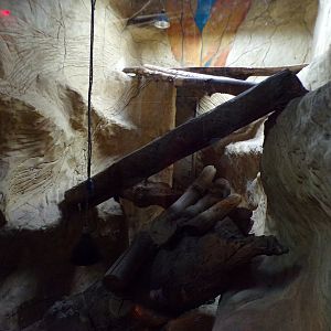 Rhinoceros iguana, Hermann’s tortoise and Horsfield tortoise enclosure 12.4.24