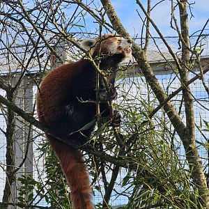 Red Panda