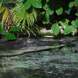 Saltwater Crocodile, "Baru"