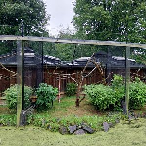 Callitrichidae House - Goeldi's monkey enclosure