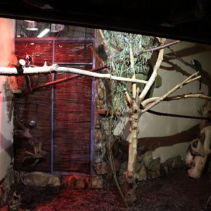 Callitrichidae House rear side - Geoffroy's tufted-ear marmoset enclosure