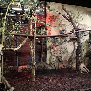 Callitrichidae House rear side - Bearded emperor tamarin enclosure