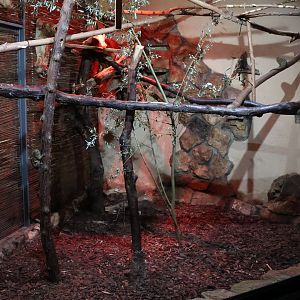 Callitrichidae House rear side - Western pygmy marmoset enclosure