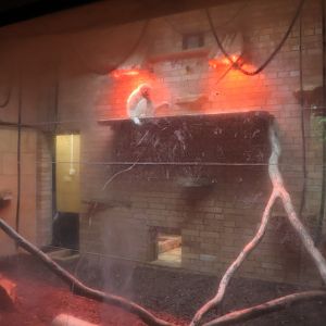 Gibbon House - Lar gibbon (Hylobates lar)