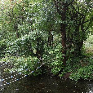Lar gibbon enclosure
