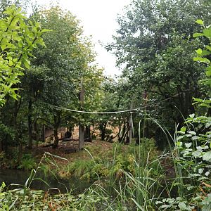 Lar gibbon enclosure