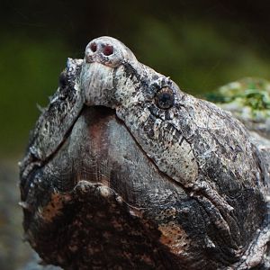 Alligator Snapping Turtle