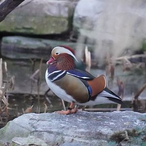 Mandarin Duck