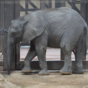African Elephant calf, "Kirkja"
