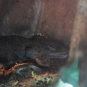 Tuatara Sleeping