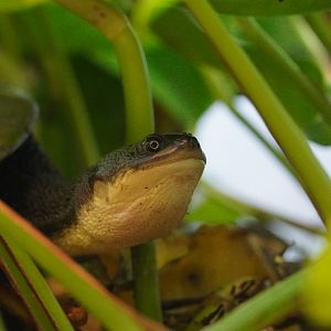 Roti Island Snake-necked Turtle