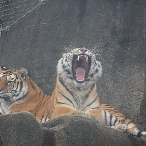 Amur Tiger yawning