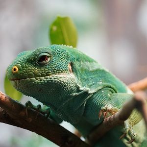 Fiji Banded Iguana
