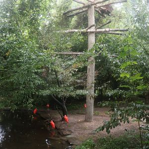 Ibis aviary