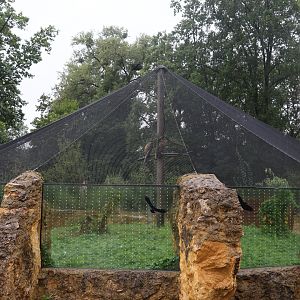 Malaysian Great Argus (Argusianus argus argus) aviary