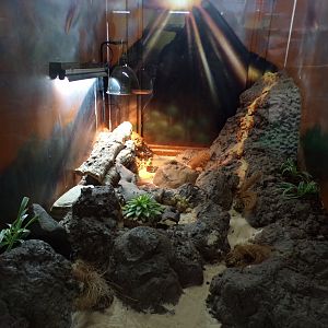 Ocellated spinytail terrarium 12.4.24