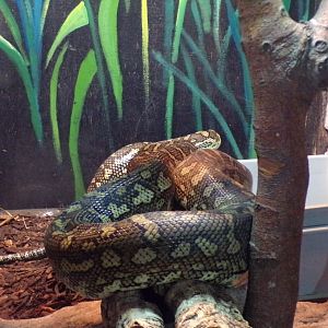 Carpet python 12.4.24