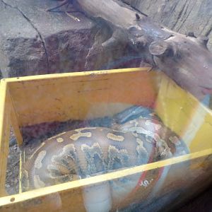 Blood python 12.4.24