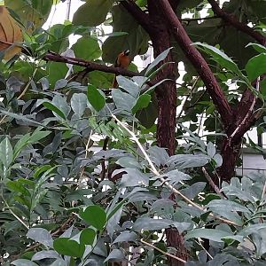 Krainę Bioróżnorodności (Tropical rainforest) - Snowy-crowned robin-chat (Cossypha niveicapilla)