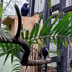 Krainę Bioróżnorodności (Tropical rainforest) - Purple glossy-starling (Lamprotornis purpureus)