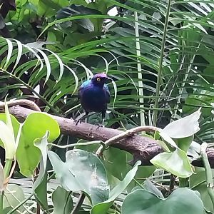 Krainę Bioróżnorodności (Tropical rainforest) - Purple glossy-starling (Lamprotornis purpureus)