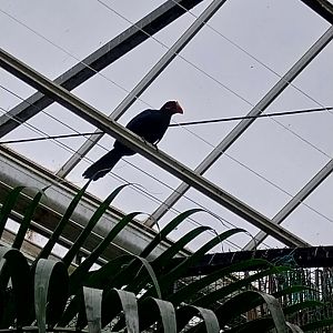 Krainę Bioróżnorodności (Tropical rainforest) - Violet turaco (Tauraco violaceus)