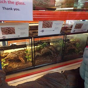 Tarantula terrariums 12.4.24