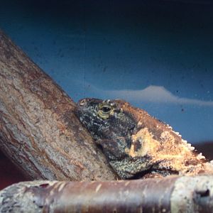 Black spiny-tailed iguana 12.4.24