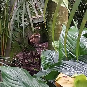 Krainę Bioróżnorodności (Tropical rainforest) - European thick-knee (Burhinus oedicnemus oedicnemus)