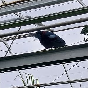 Krainę Bioróżnorodności (Tropical rainforest) - Victoria crowned pigeon (Goura victoria)