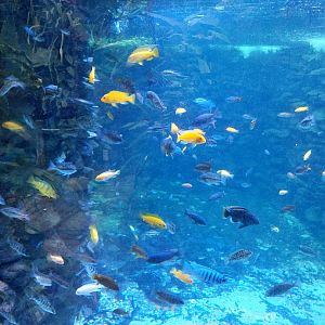 Krainę Bioróżnorodności (Tropical rainforest) - Cichlids